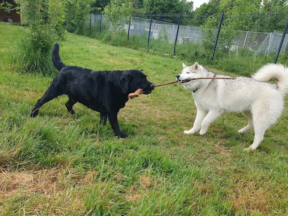 Phoenix Garden (Pension canine) UNIQUEMENT SUR RDV - Indre-et-Loire pet otel görseli 3