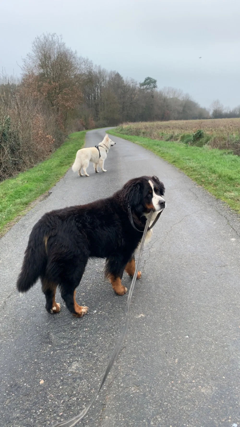 Sky'Happy Dogs - Indre-et-Loire pet otel