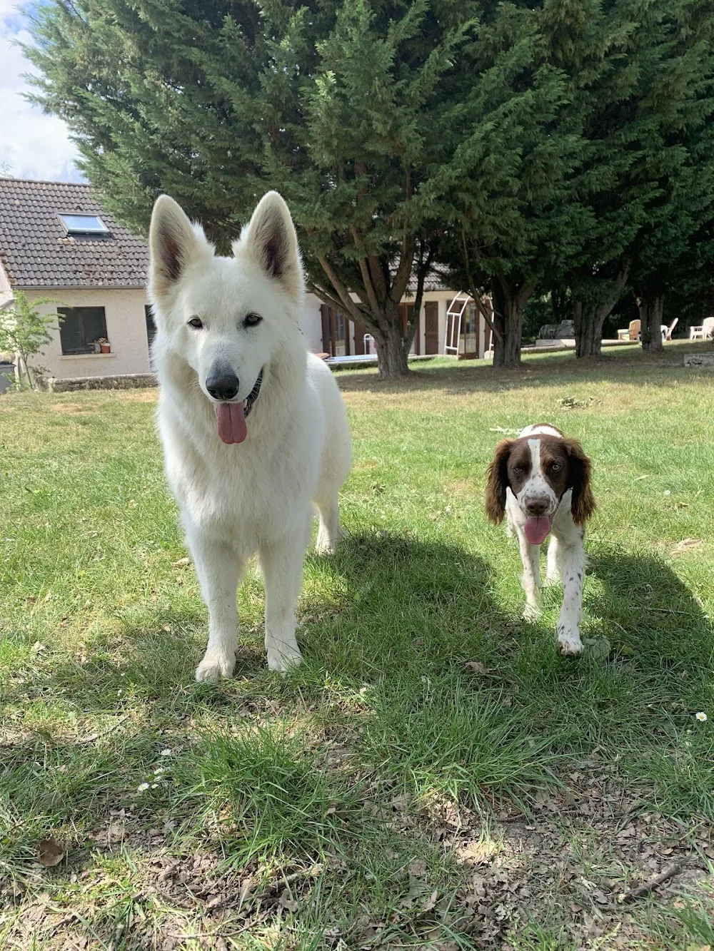 Sky'Happy Dogs - Indre-et-Loire pet otel görseli 3