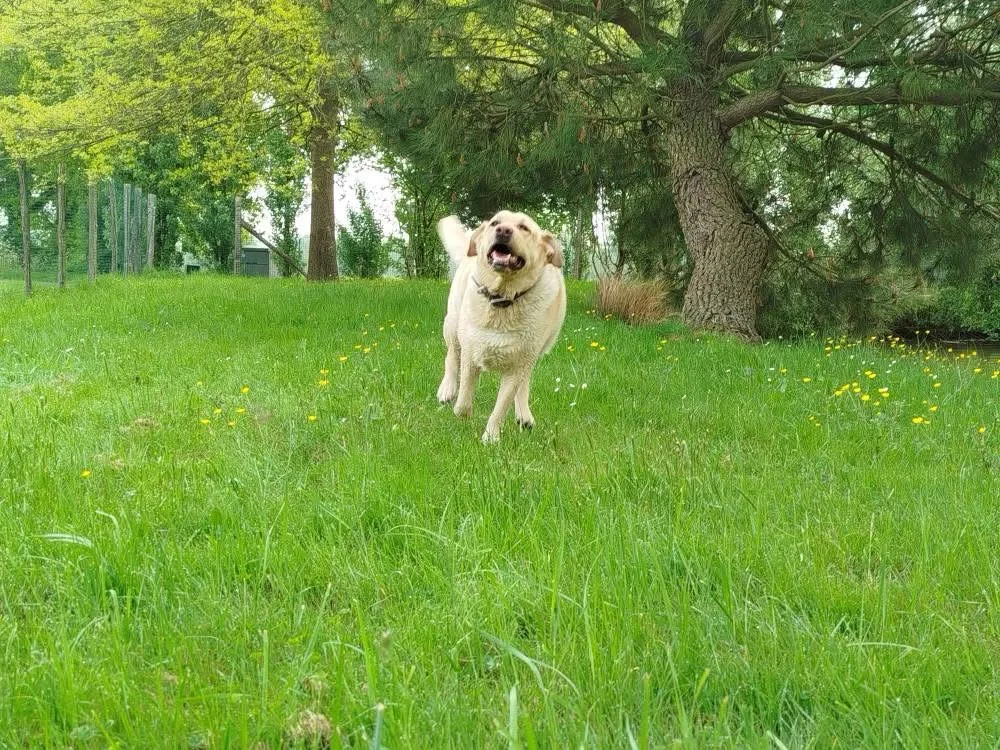 Hostellerie canine de plein air - Indre pet otel görseli 7
