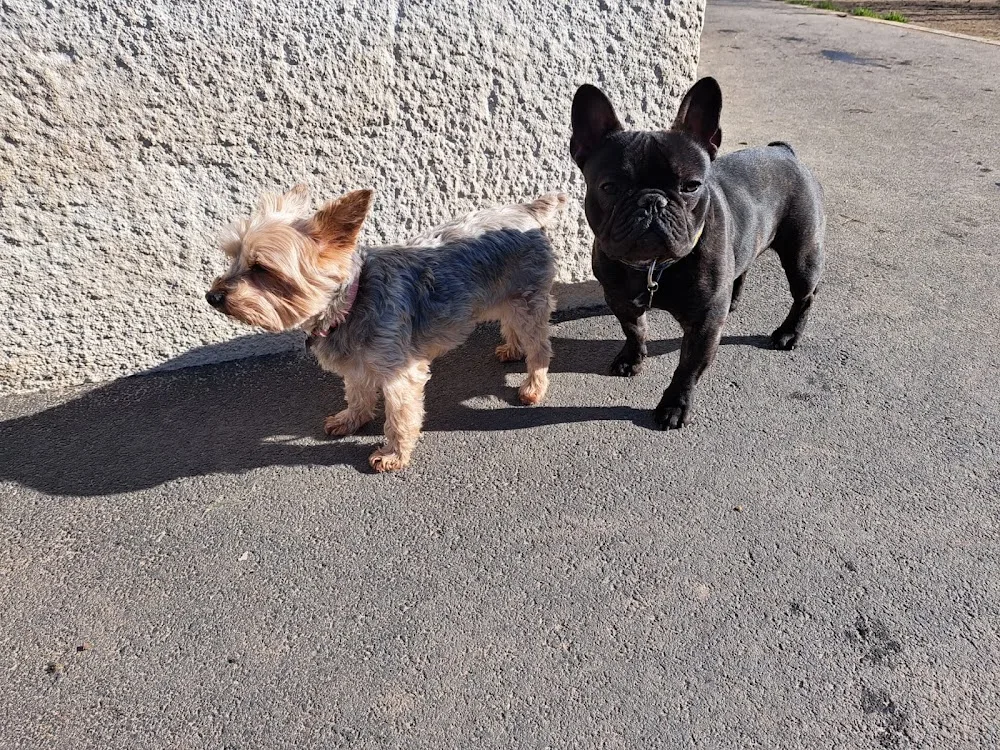 Hôtellerie Kaline - Pension Familiale pour Chats et Chiens ; Visites à domicile pour Chats - Indre pet otel