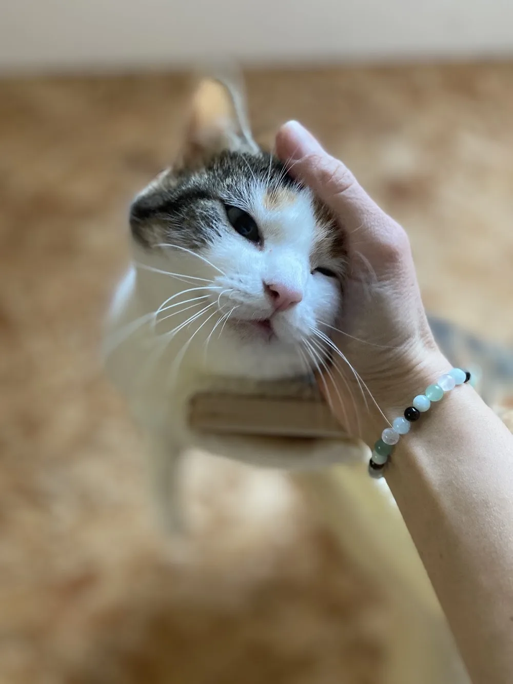 Meow - Pension féline 44 - Indre pet otel