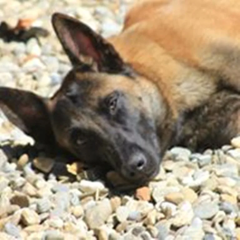 Pension Canine - Indre pet otel