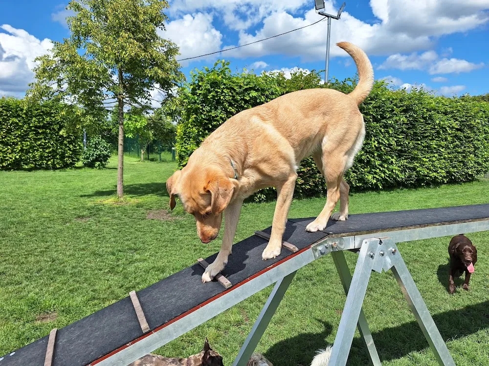 Charlys Hundezentrum - Inning am Holz pet otel görseli 3