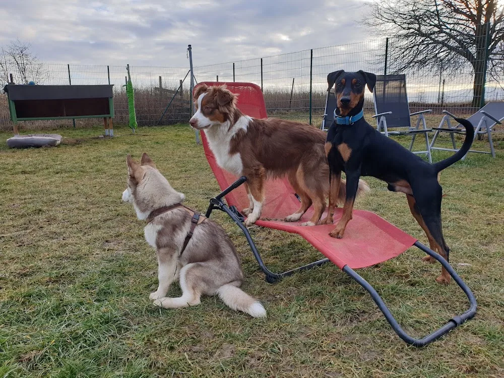 Hounds Hundepension & Hundetagesstätte - Inning am Holz pet otel görseli 2