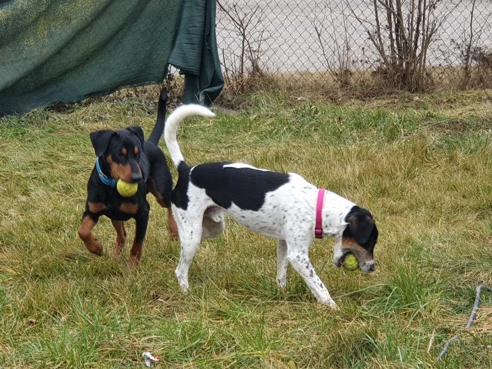 Hounds Hundepension & Hundetagesstätte - Inning am Holz pet otel görseli 3