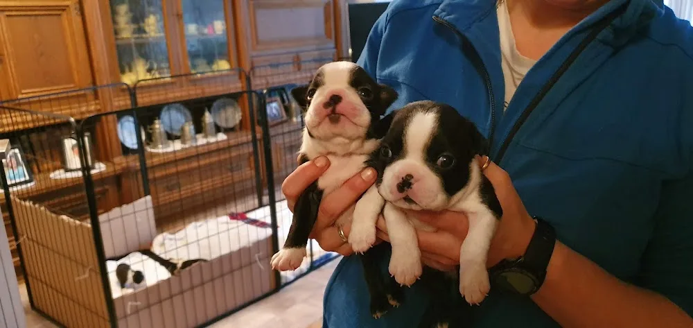 Hunde- & Katzenpension Schatzhuber - Inning am Holz pet otel