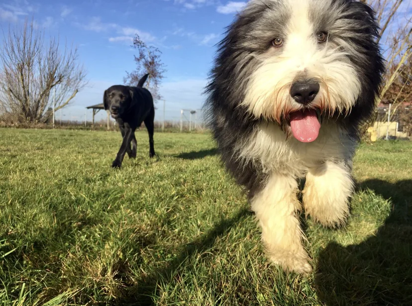 Hunde-Pension-Schule Maier - Inning am Holz pet otel görseli 3
