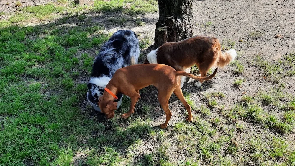 Tierhotel am Flughafen - Inning am Holz pet otel