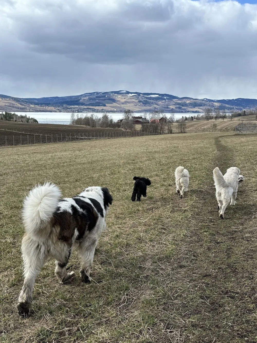 Badiras hundesenter - Innlandet pet otel görseli 3