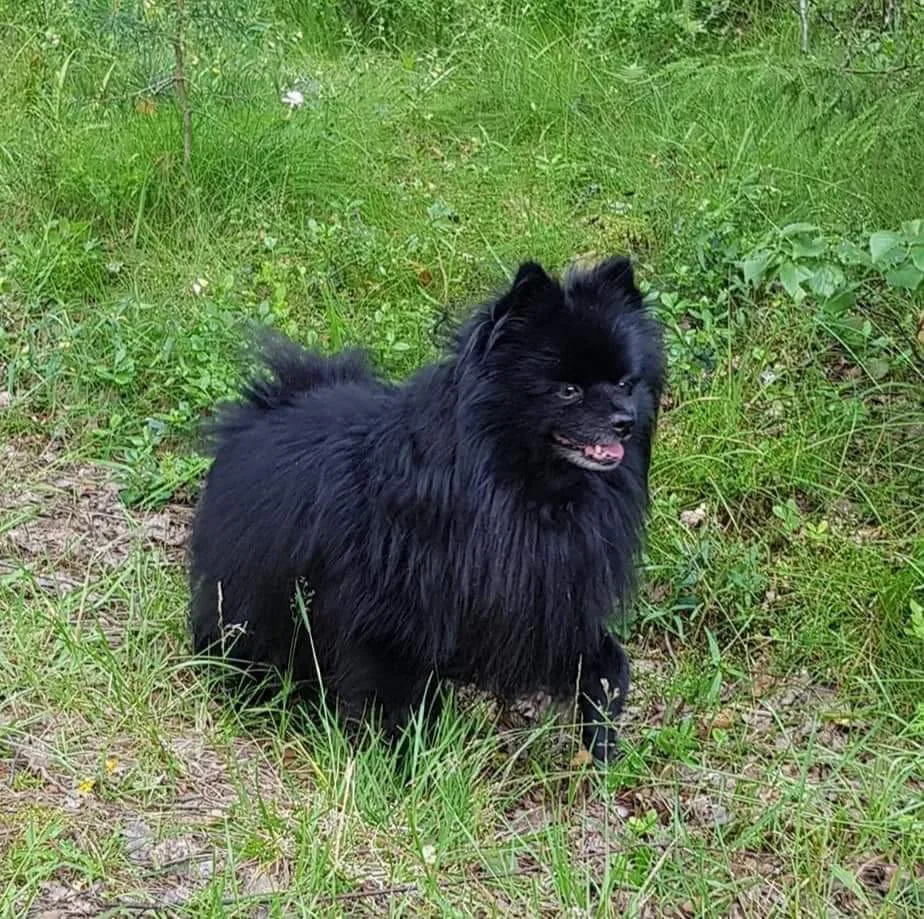 Bakkelitoppen Kennel - Kleinspitz - Innlandet pet otel görseli 3