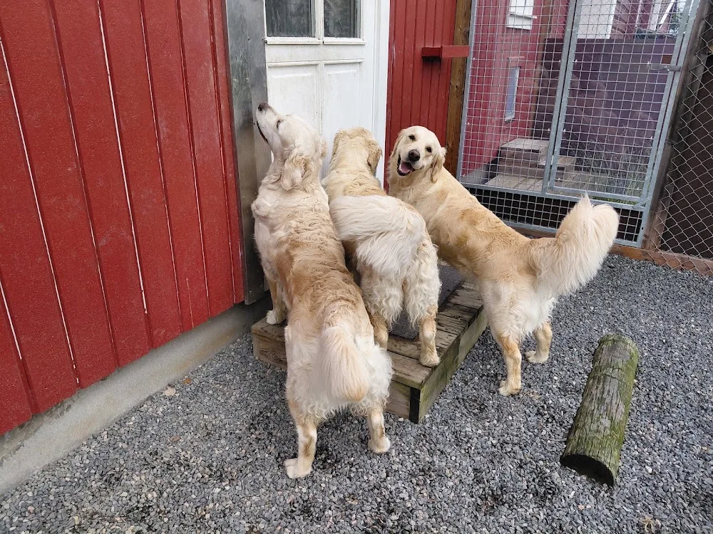 Bjølsethagen Hundehotell - Innlandet pet otel