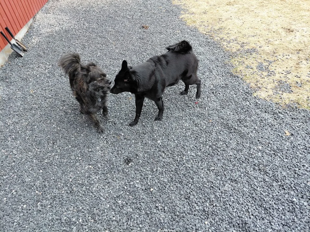 Bjølsethagen Hundehotell - Innlandet pet otel görseli 3