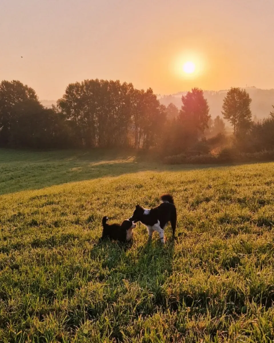 Fagerheim Hundehotell - Innlandet pet otel