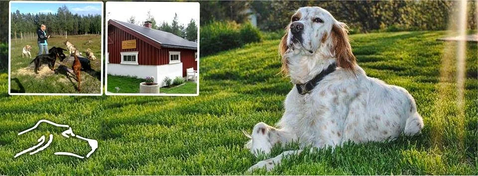 FINNTORPET KENNEL - Innlandet pet otel görseli 3