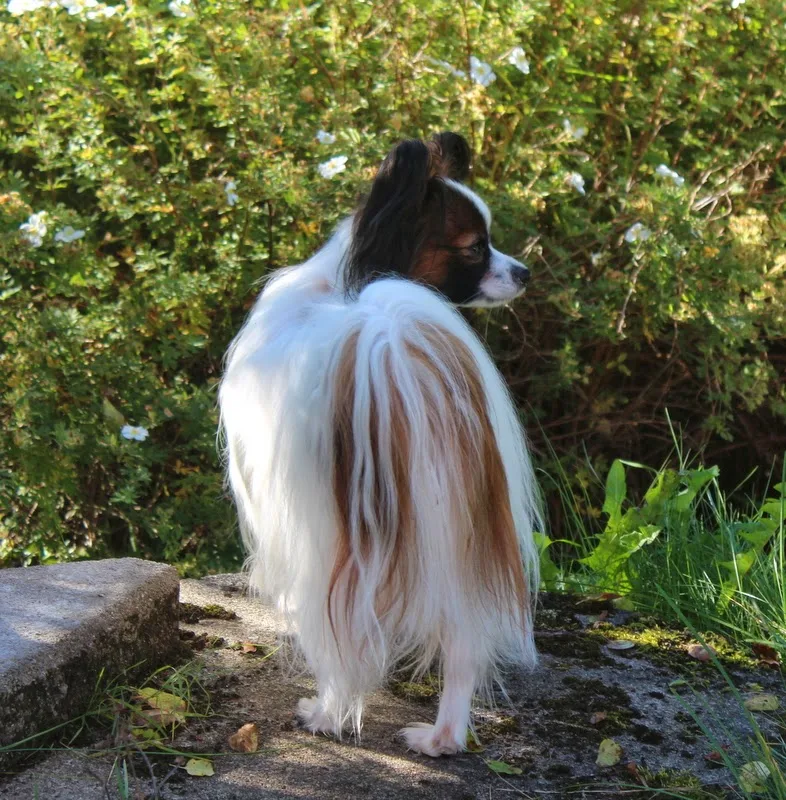 Forest Lady's Kennel, oppdretter av Papillon - Innlandet pet otel