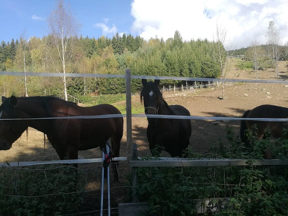 Hadeland Hundepensjonat - Innlandet pet otel
