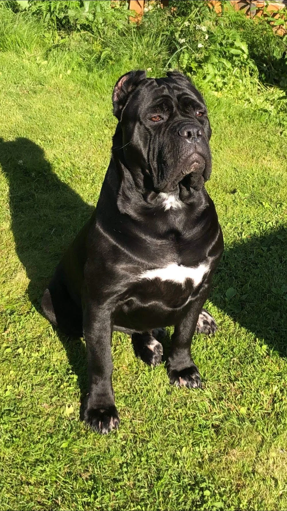 Hadeland Hundepensjonat - Innlandet pet otel görseli 3