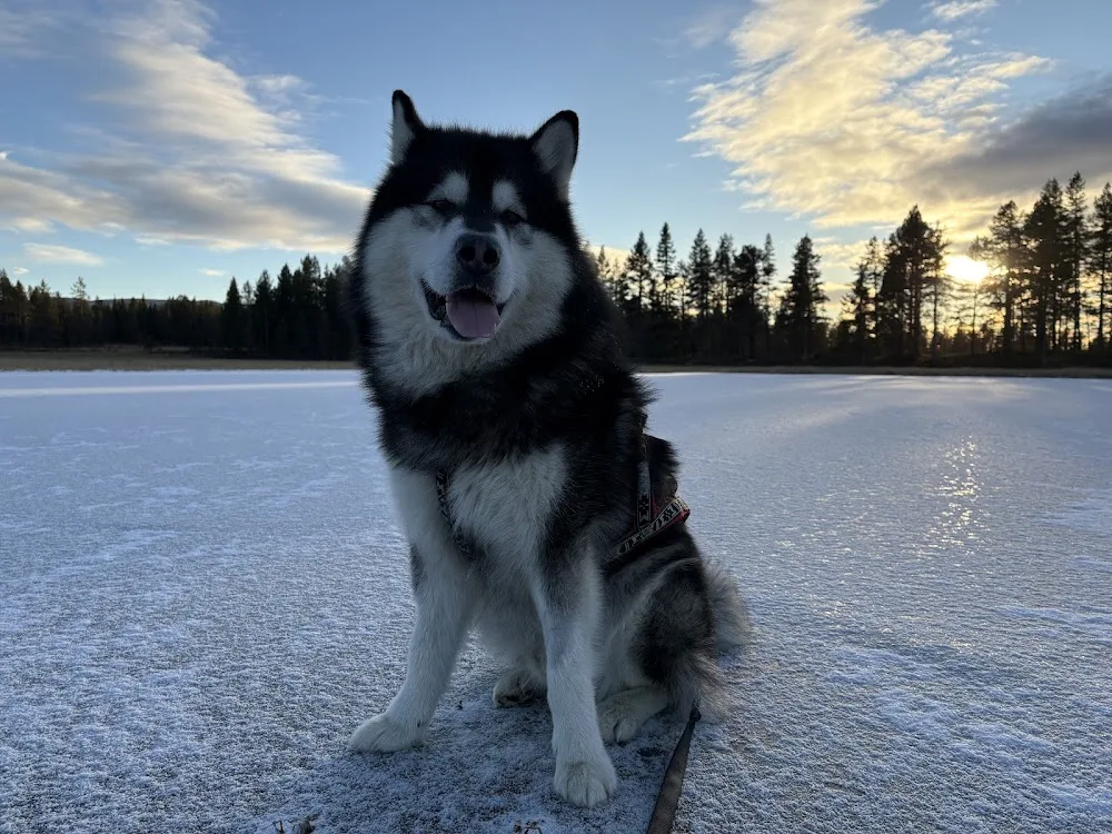 Hemsedal Dyrehotell - Innlandet pet otel görseli 2