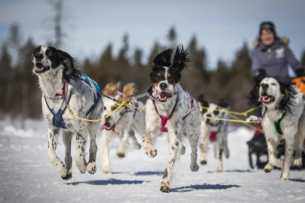 Hommelfjellet Kennel - Innlandet pet otel