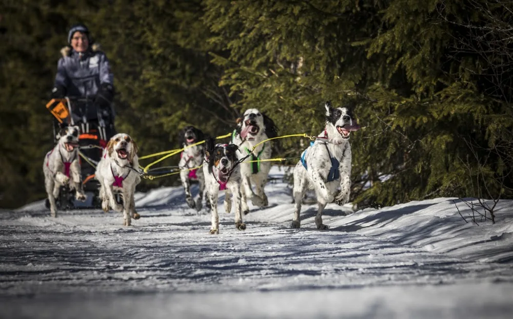 Hommelfjellet Kennel - Innlandet pet otel görseli 3