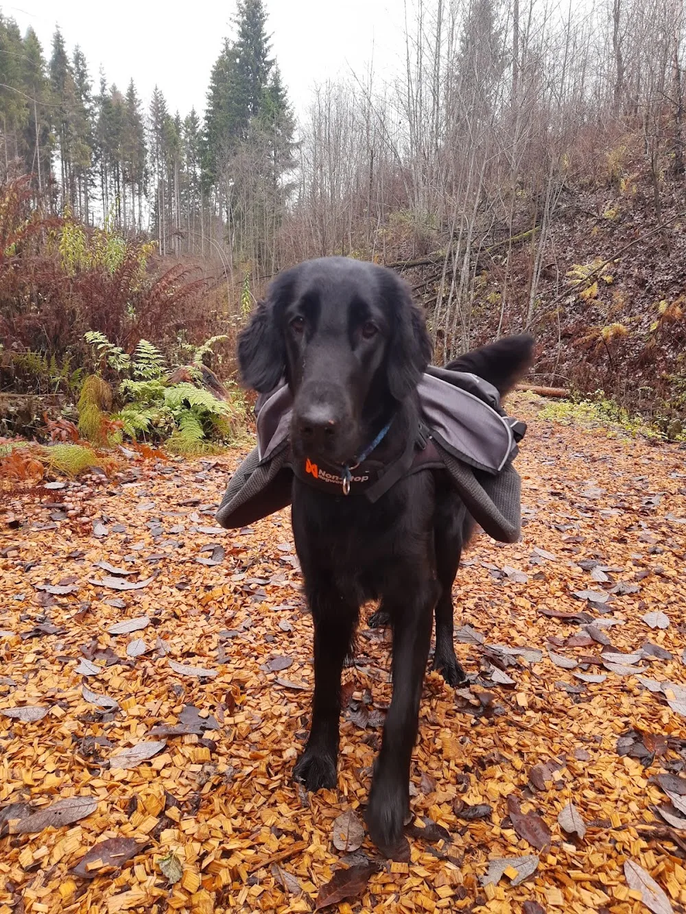 Kennel Comkitty - Innlandet pet otel görseli 3
