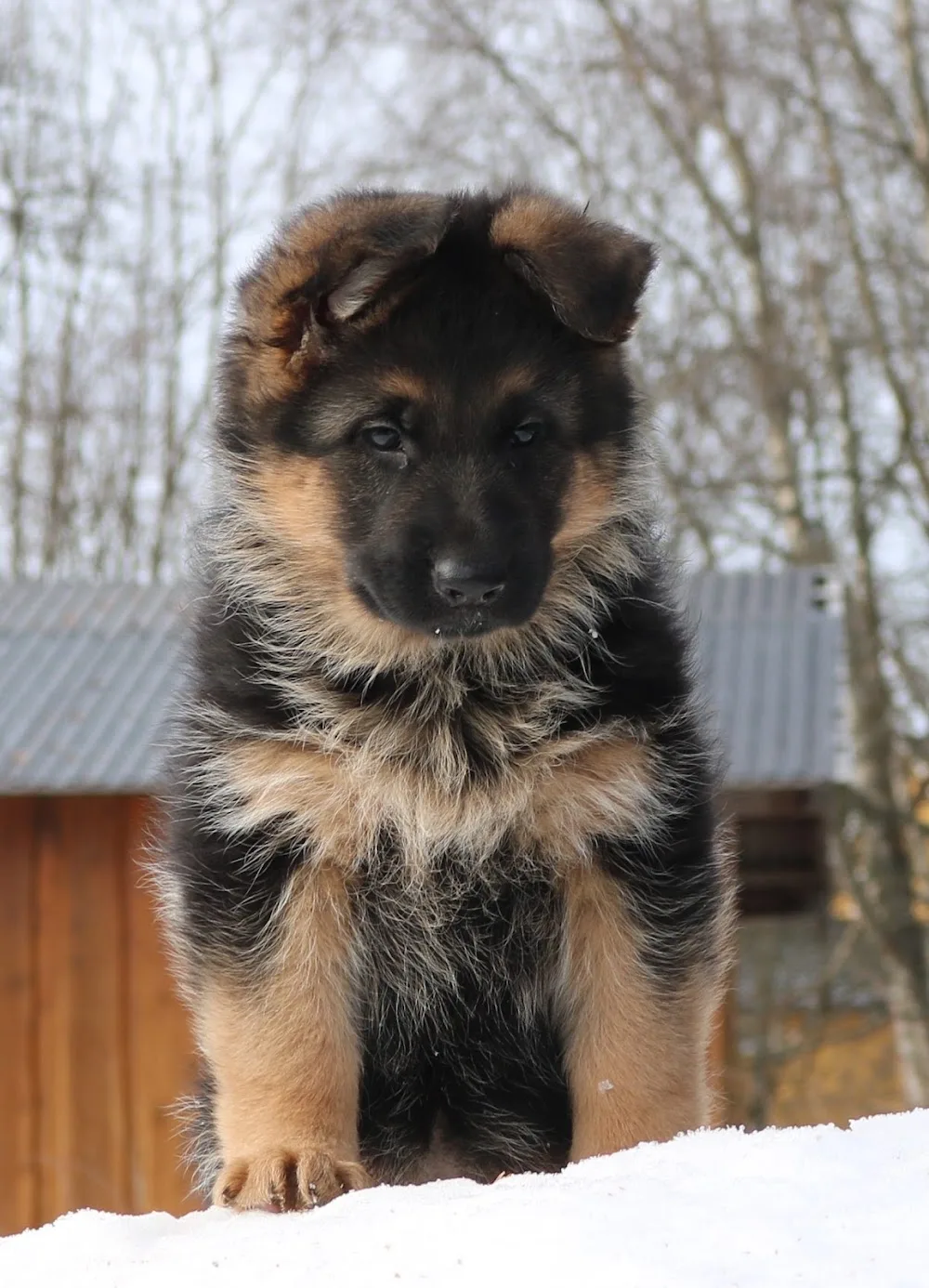 Kennel Finika - Innlandet pet otel görseli 3