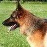 Kennel Finika - Innlandet pet otel görseli 5