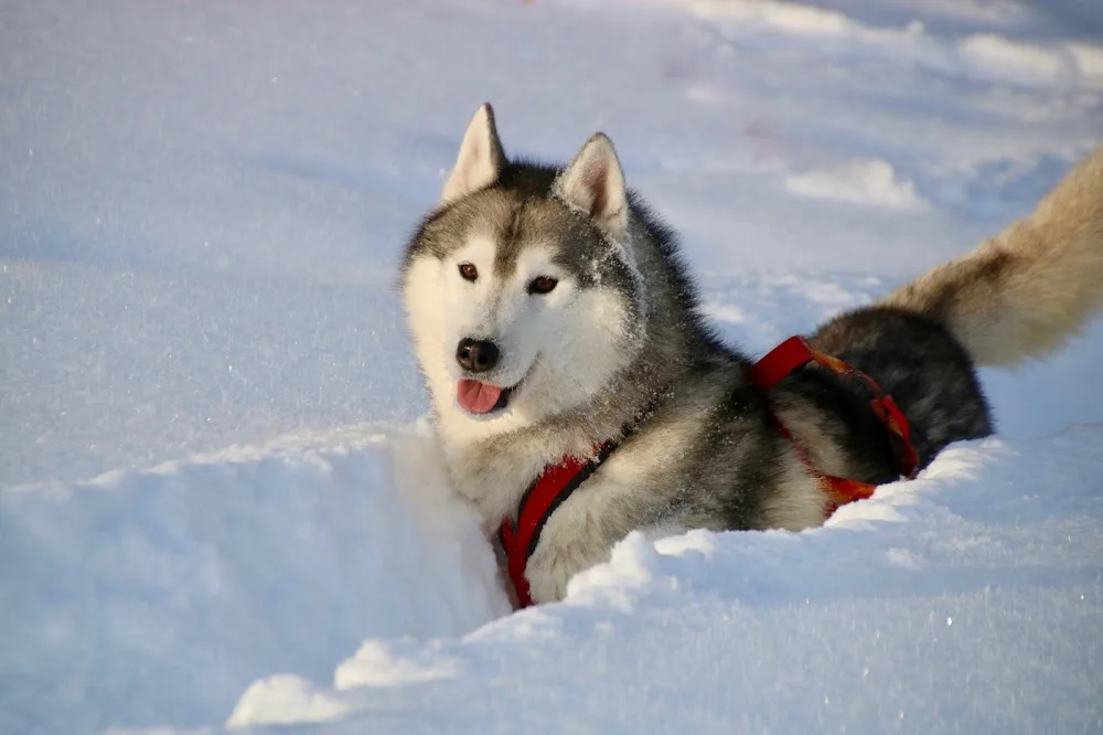 Kennel Gelido Vento - Innlandet pet otel görseli 3