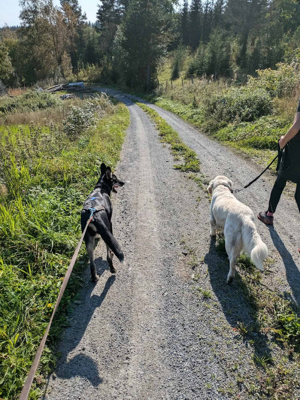 Kennelbesøk (Kennel Visit by Sjusjøen Husky Tours) - Innlandet pet otel görseli 3