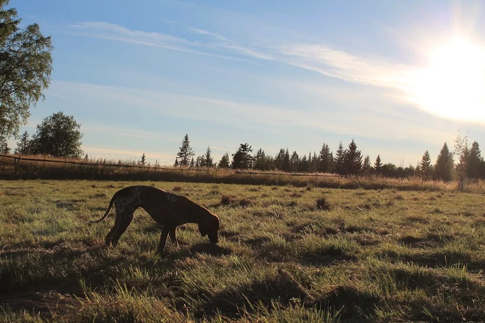 Mesna Hundehotell AS - Innlandet pet otel