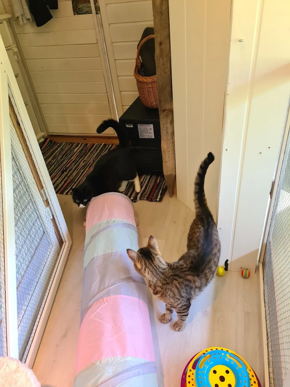 Millas Kattepensjonat Trude Torgersen - Innlandet pet otel görseli 3