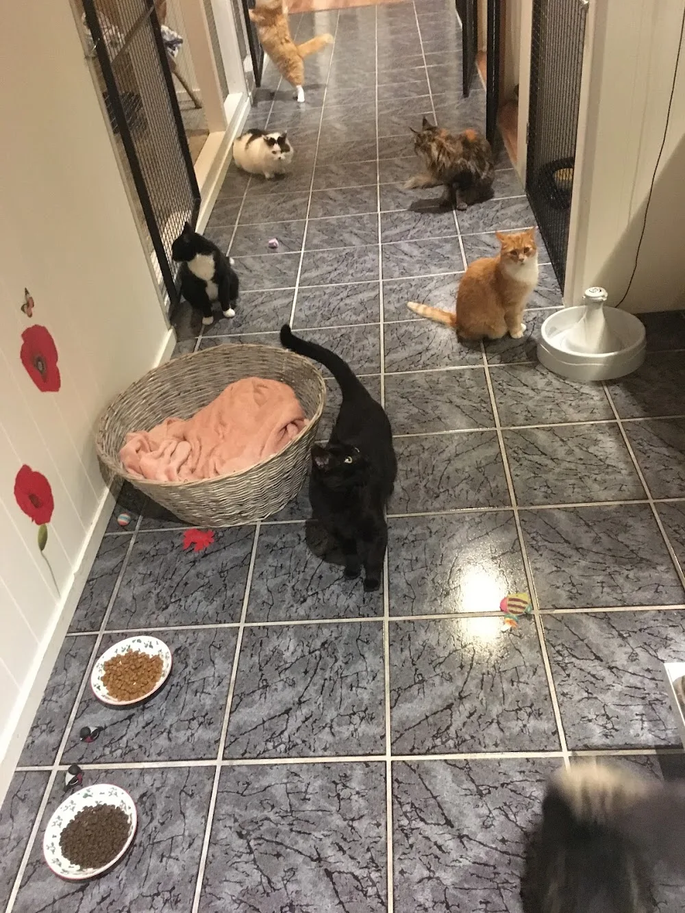 Myhre's cattery - Innlandet pet otel
