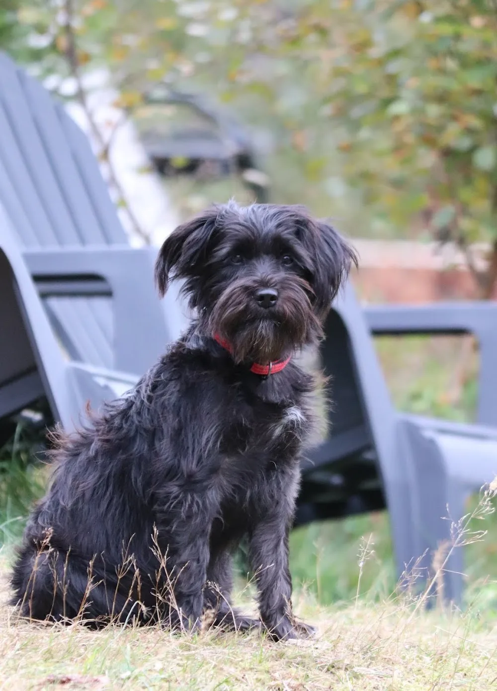 Oppstad Hundehotell - Innlandet pet otel görseli 3