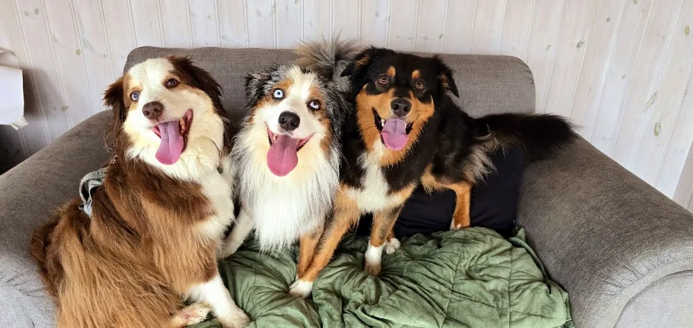 Paw Paradise - Hundehotell & Kattehotell (No Cages) - Innlandet pet otel