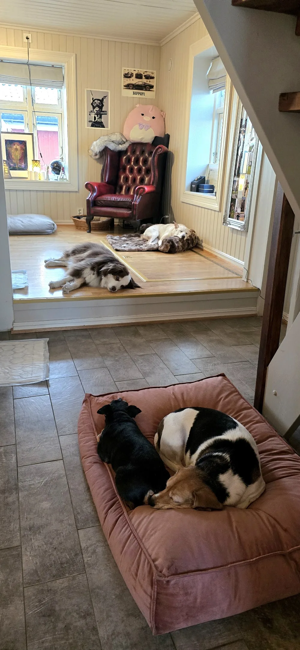 Paw Paradise - Hundehotell & Kattehotell (No Cages) - Innlandet pet otel görseli 3