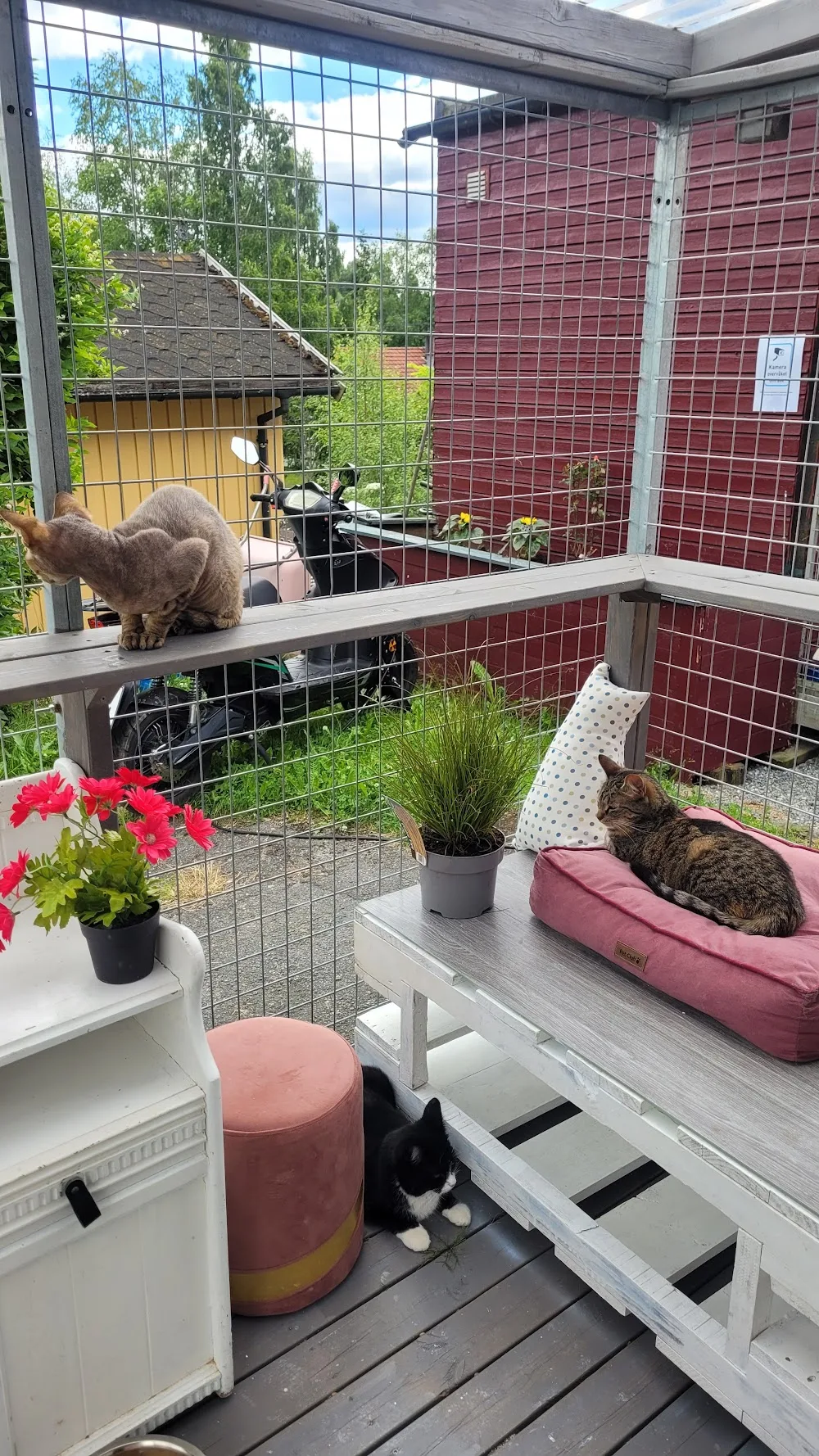 Romerike kattepensjonat - Innlandet pet otel