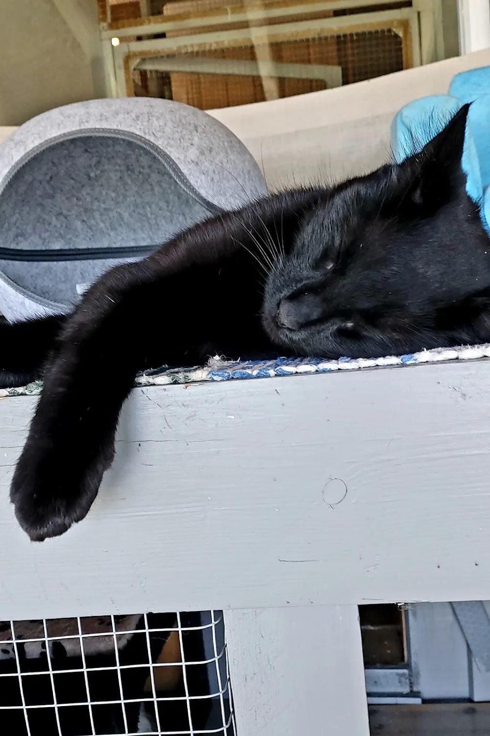 Solrabben Cattery - Innlandet pet otel