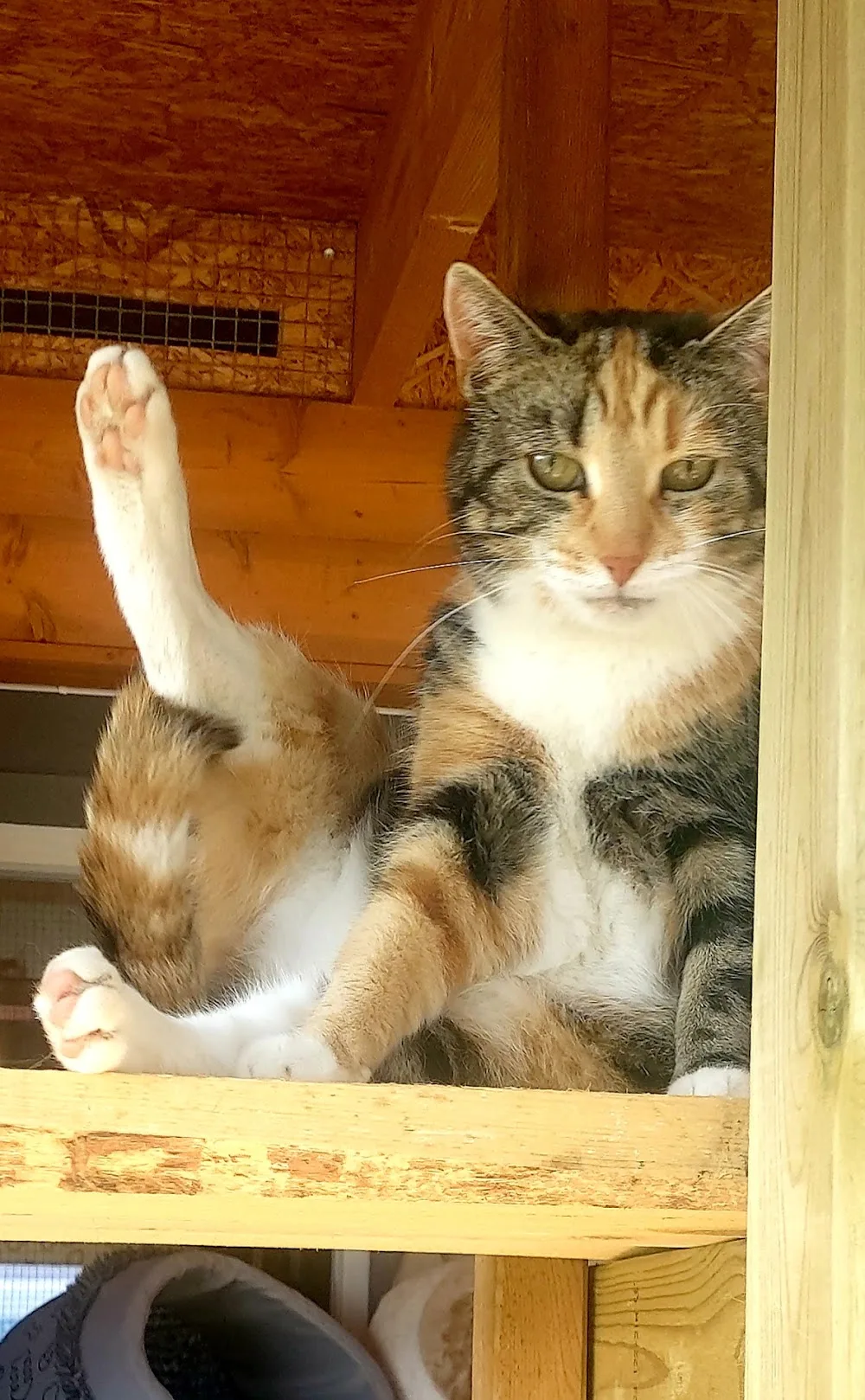 Solrabben Cattery - Innlandet pet otel görseli 3