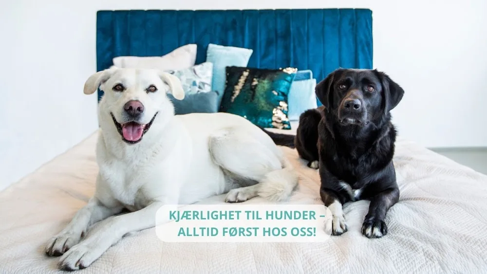 Voffe Hundehotell og Hundetrening - Innlandet pet otel