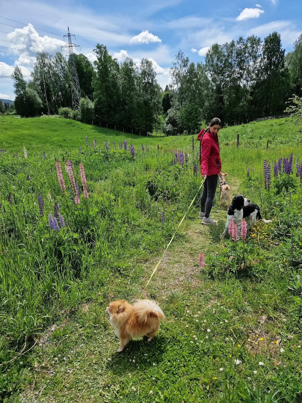 Voffe Hundehotell og Hundetrening - Innlandet pet otel görseli 3