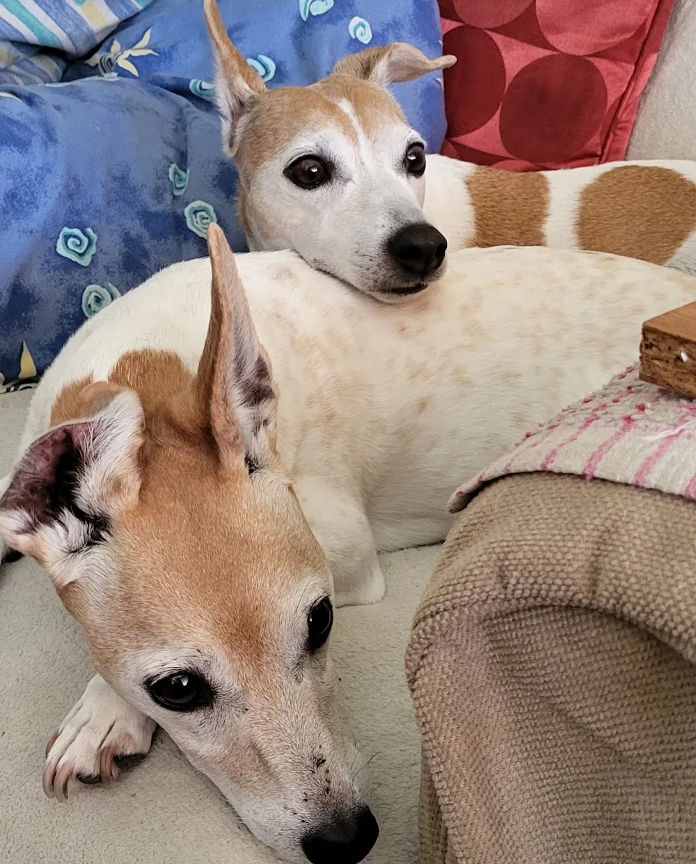 Ailesbury boarding Kennels - Innsbruck pet otel