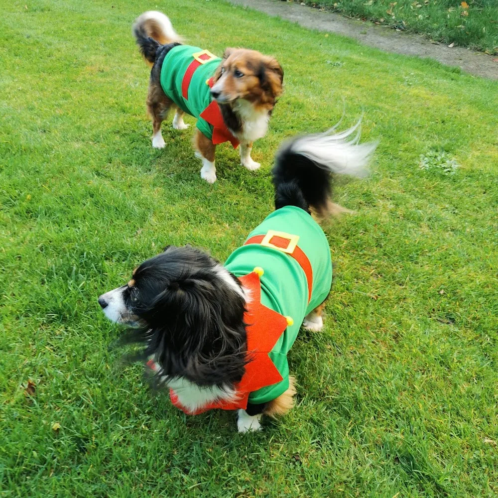 Pet Sitters Ireland - Innsbruck pet otel görseli 3