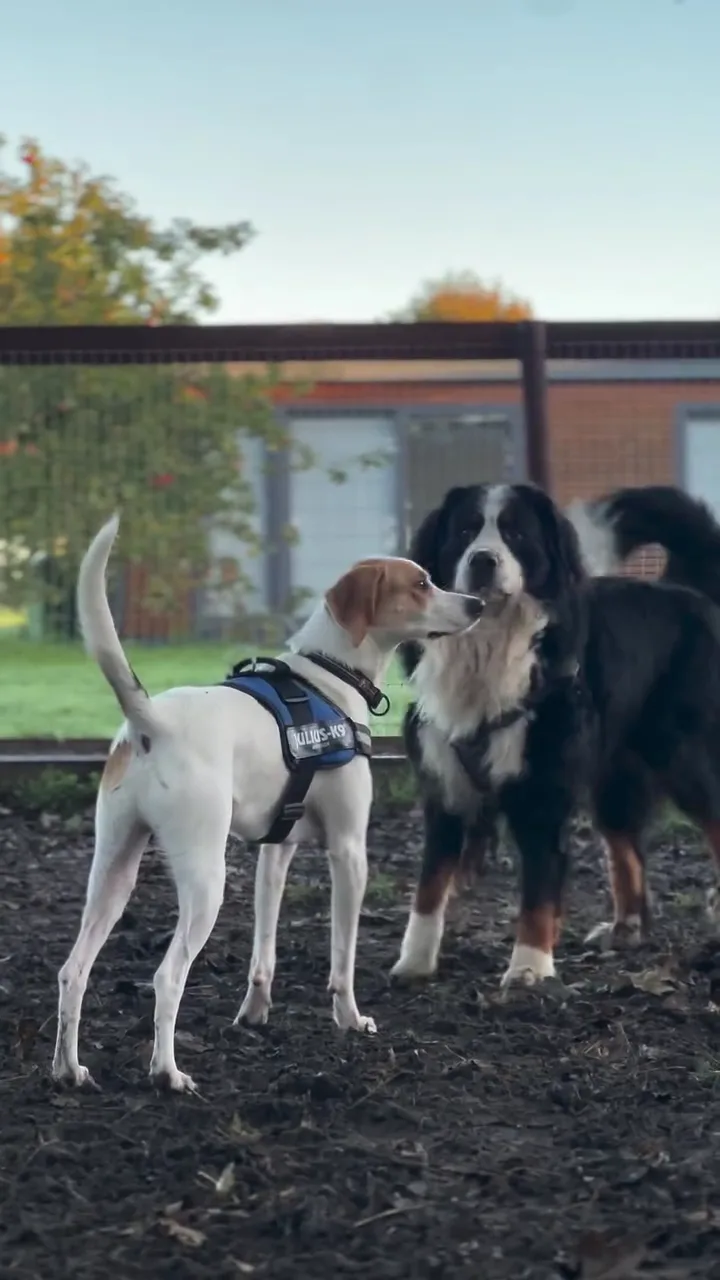 WeCare PetCare - Daycare Boarding and Grooming - Innsbruck pet otel görseli 2