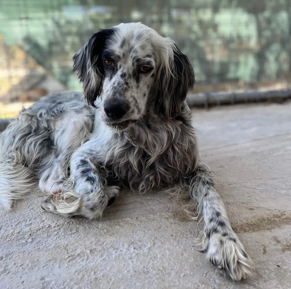 Dog Kennels, Zante. - Ionian Islands pet otel görseli 5