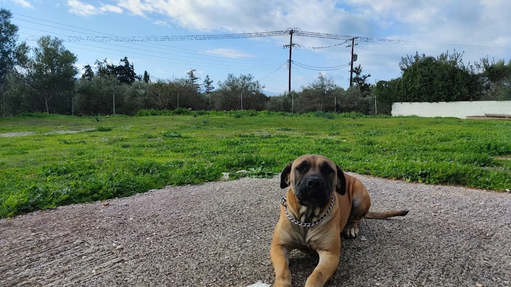 Dog Village - Ionian Islands pet otel