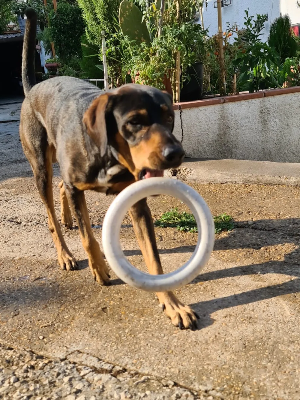 Dog Village - Ionian Islands pet otel görseli 3