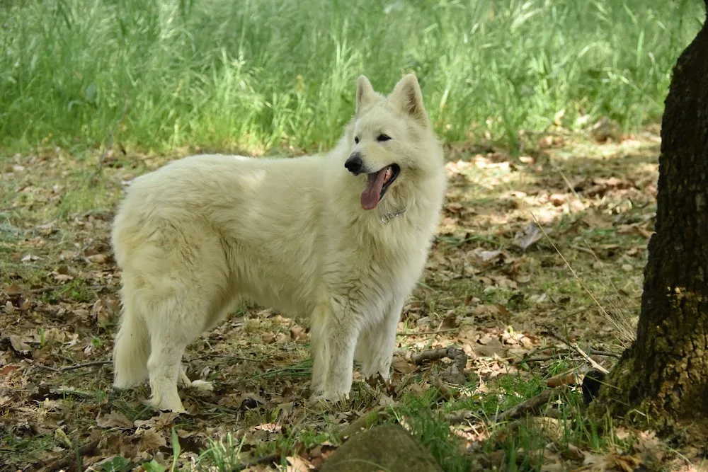 Kennel Agrafa Nagi Tanka - Ionian Islands pet otel