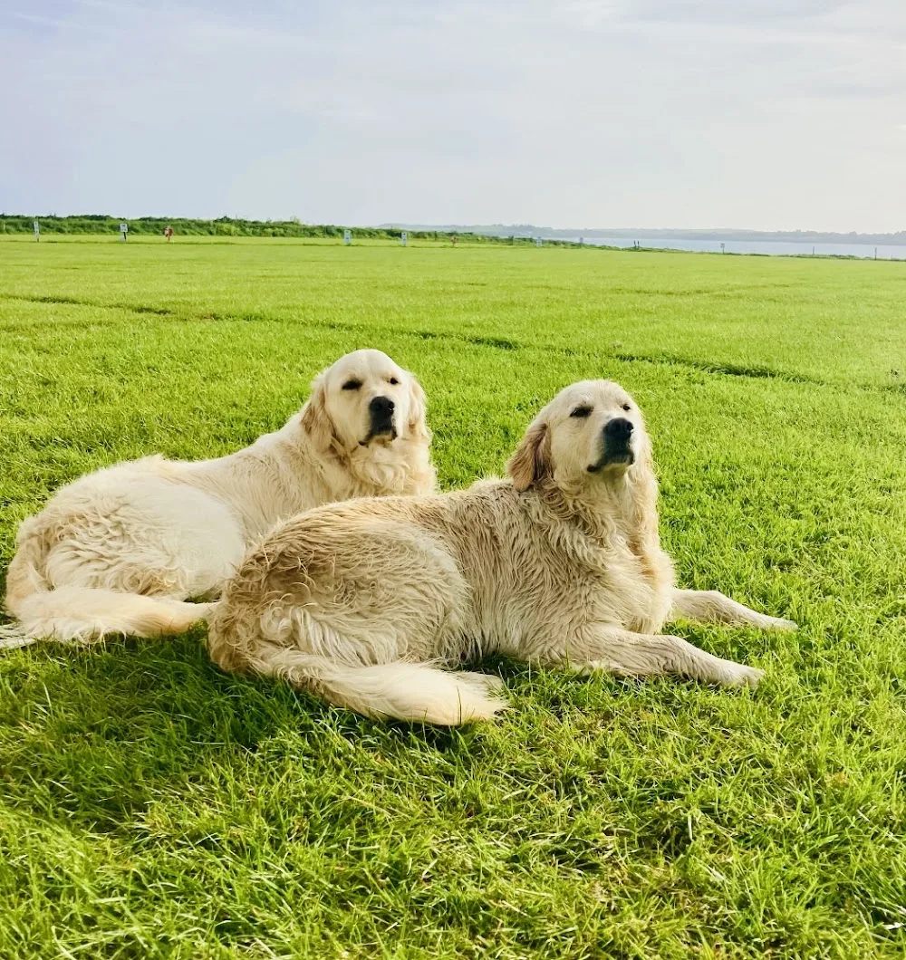 Áine Cummins Kennels - Ireland pet otel görseli 3