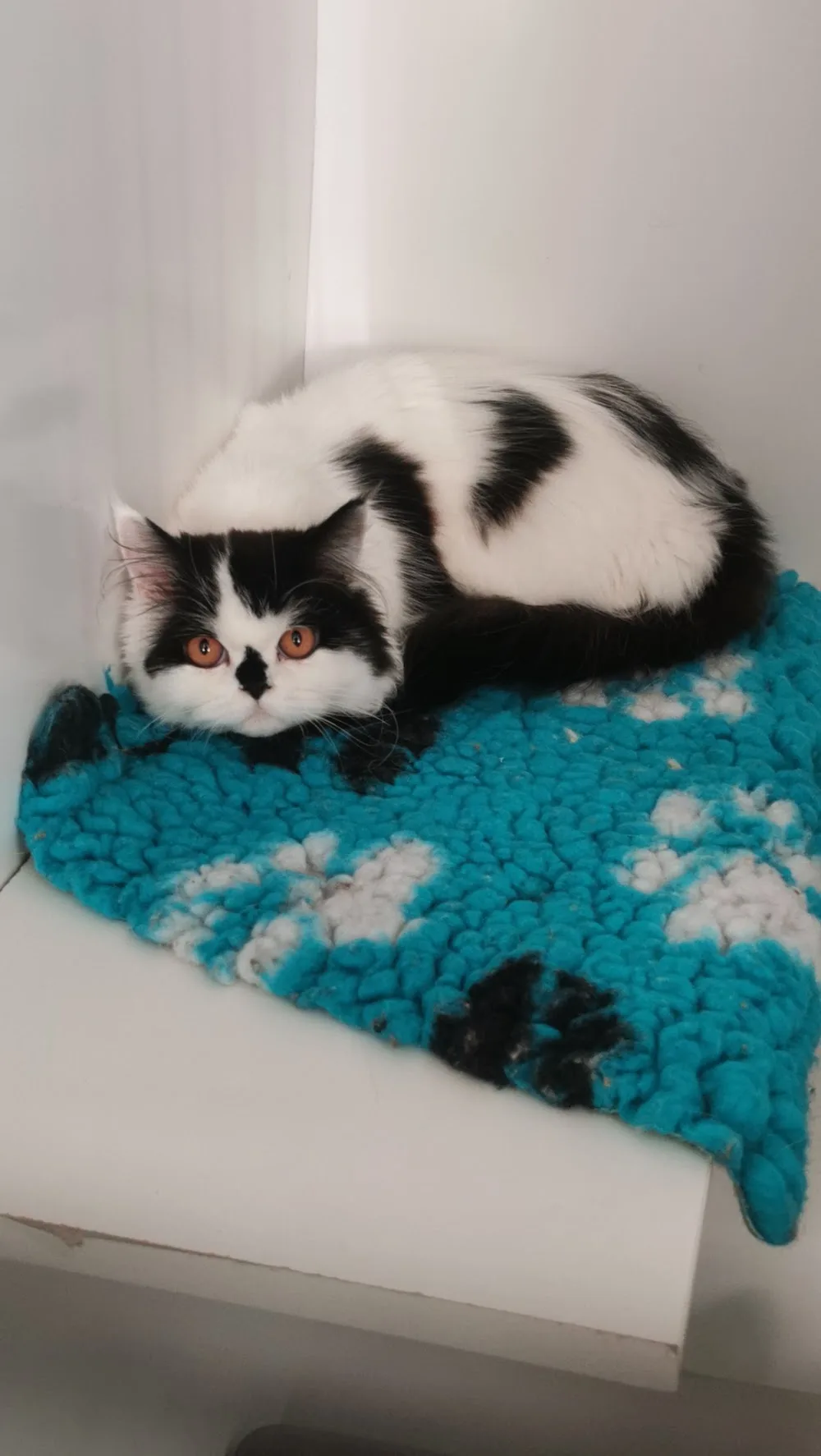 Airport Cattery - Ireland pet otel görseli 3